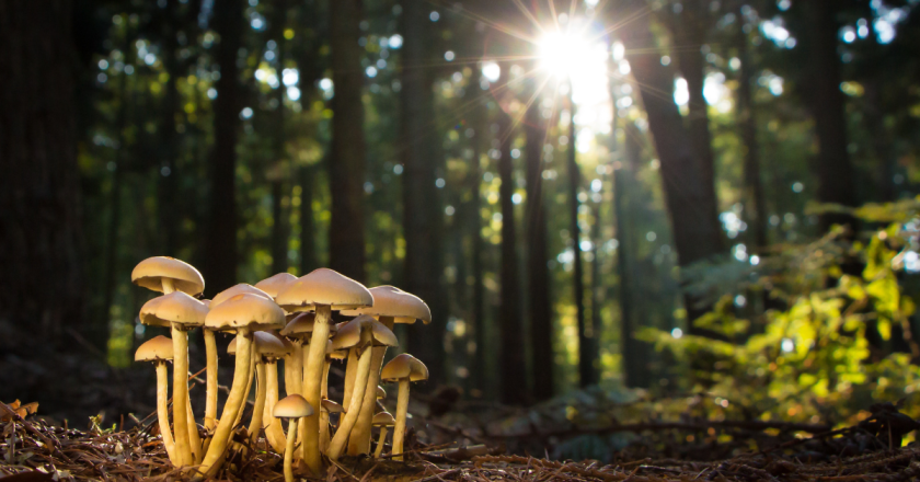 Governor Polis Boasts About Leading the Nation in Psychedelics, Continuing to Ignore Potential Risks