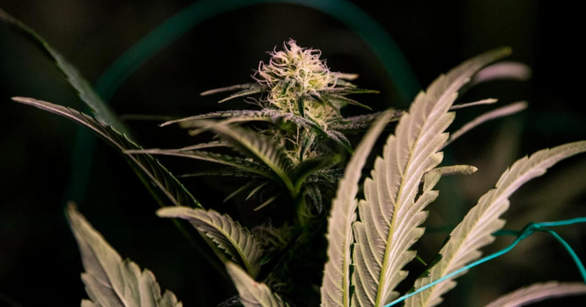 EDITORIAL: Pot stores close as problems mount