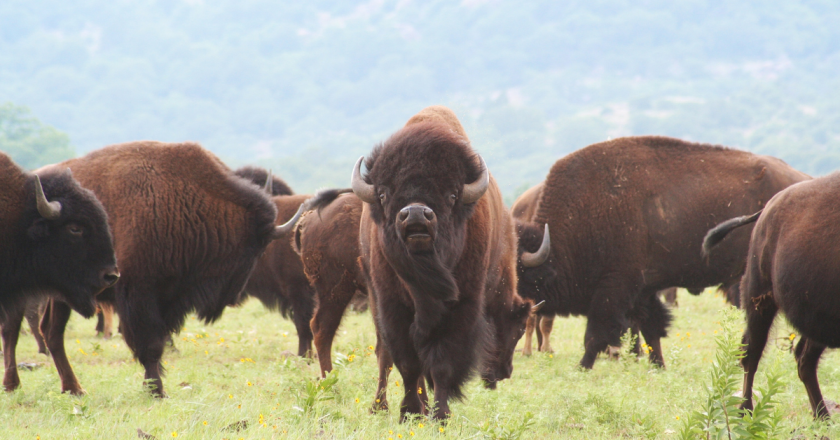 100 bison headed to NWSS this week