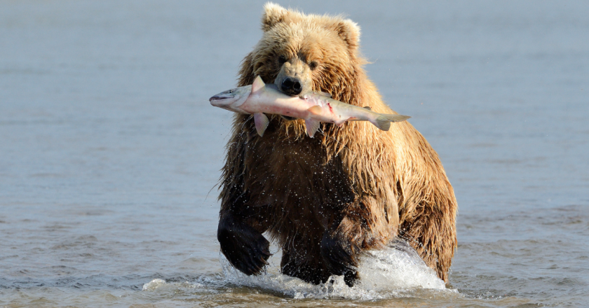 Time to stop ballot box wildlife policy before Polis brings in the Grizzlies
