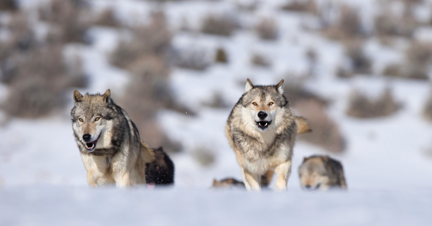 Colorado announces agreement with Washington state tribes to obtain more wolves