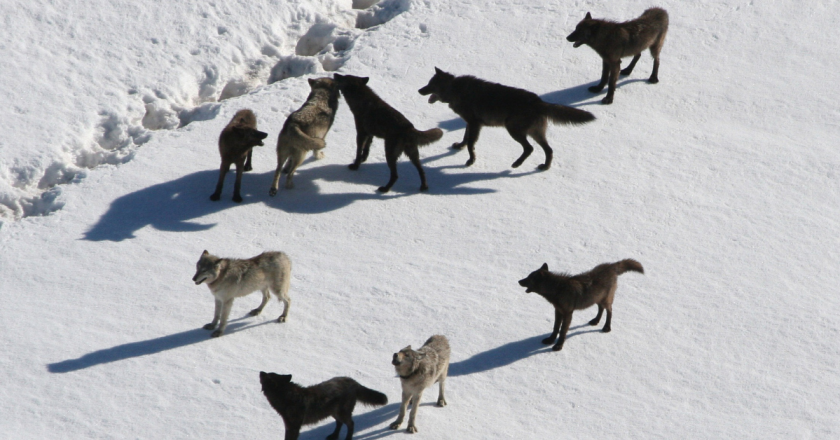 Colo. lawmakers bring the heat on CPW leadership regarding wolf release