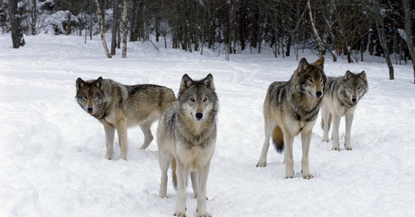 There goes the neighborhood. Collared wolf spotted near Colo residence