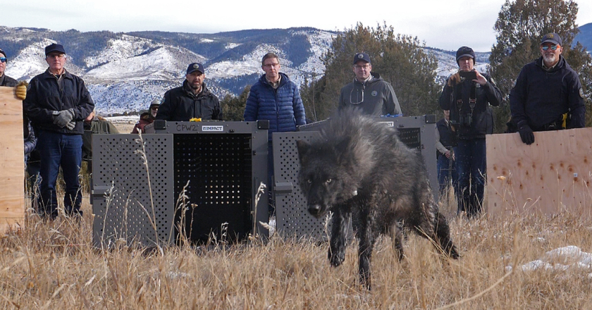 CPW criticized for keeping wolf releases from commission members and others