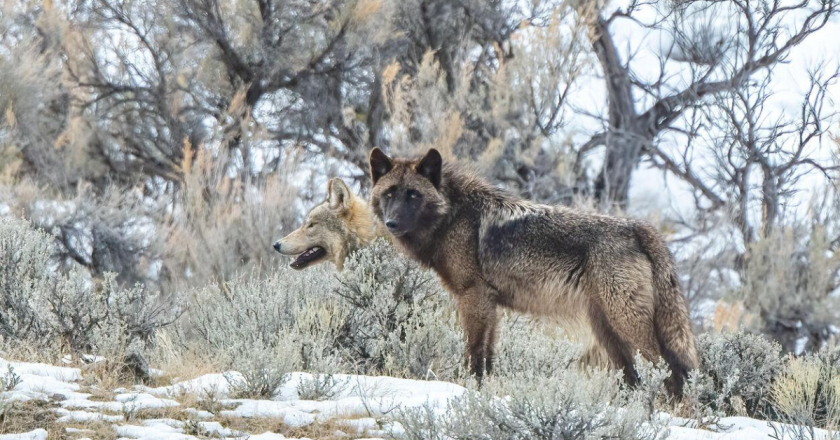 Wolf captured on camera near road in Colorado