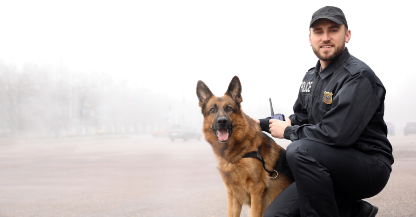 Kill a police K-9, go to jail: Colorado bill would make harming, killing law enforcement animals a felony