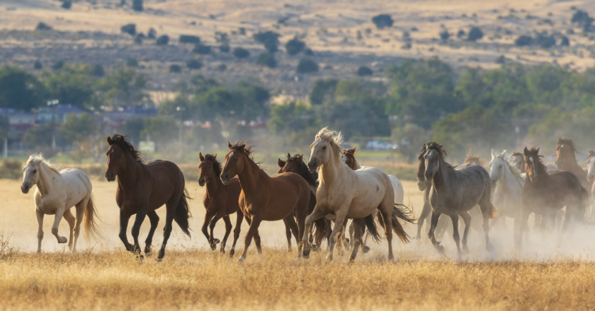 Congress tells BLM: Fewer roundups, more humane fertility control
