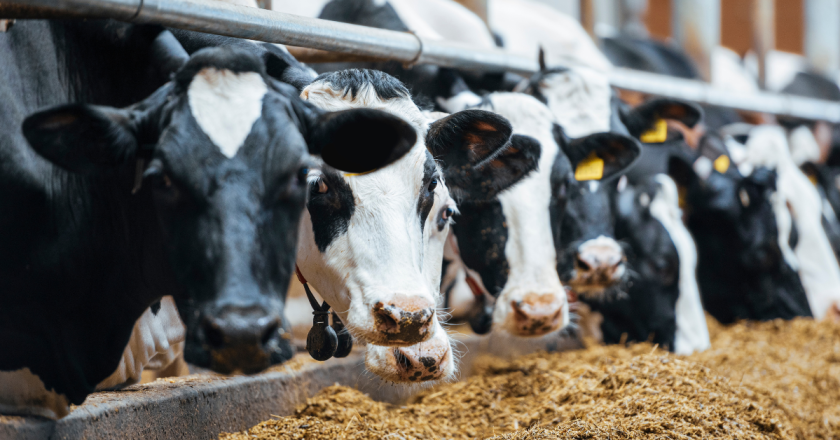 Morgan County dairywoman Mary Kraft energizes dairy organization