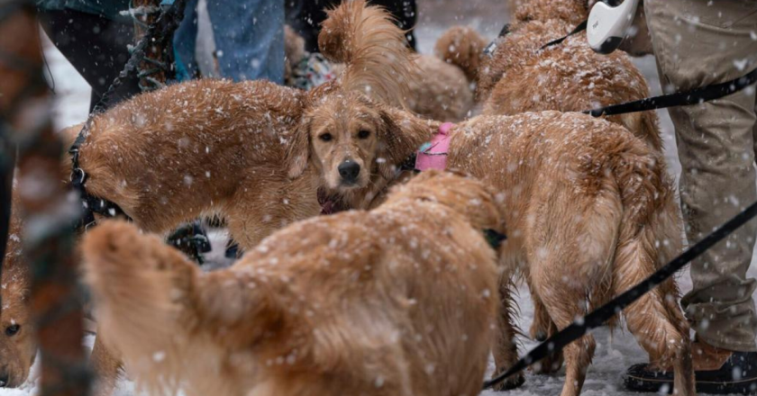 Bzdek: Dogs are not people. They’re better than that.