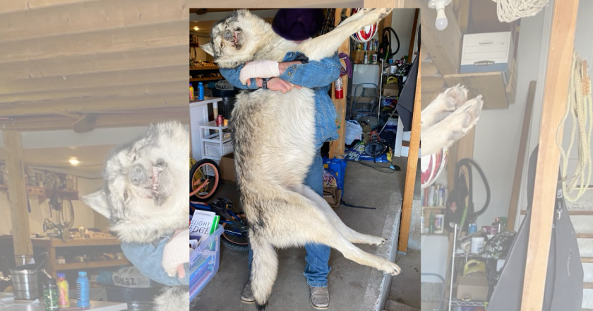 Gray wolf from Great Lakes population caught in coyote trap in Elbert County