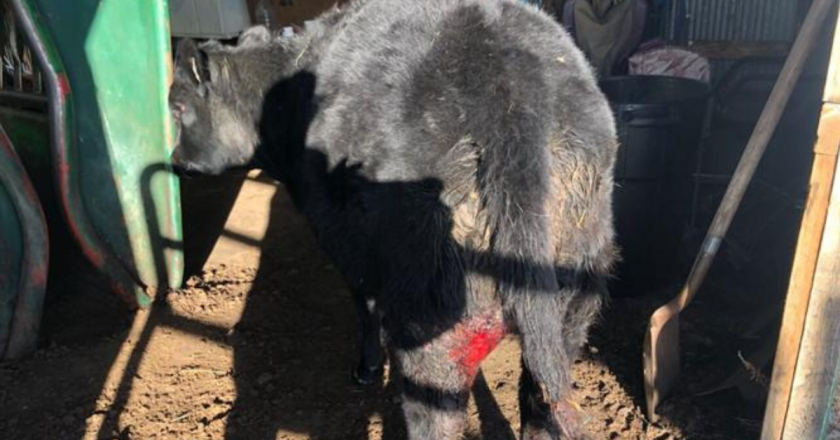 Colorado wolves kill 4 more cows in Grand County, increasing livestock losses