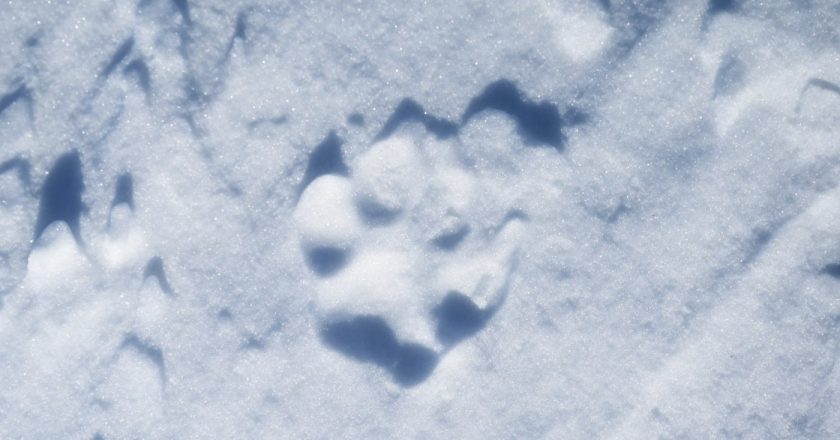 Dead wolf in Colorado likely killed by mountain lion, officials say