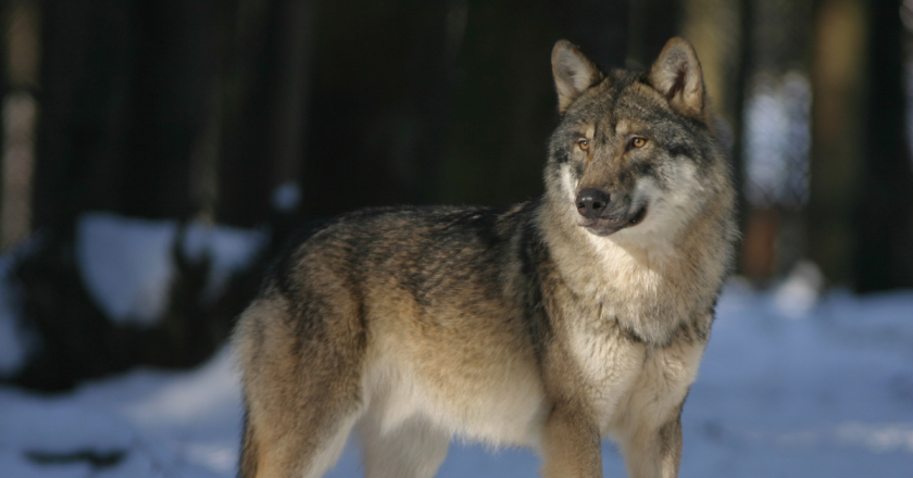 Johnson: CPW needs to act so producers know what is allowable to protect livestock from wolves