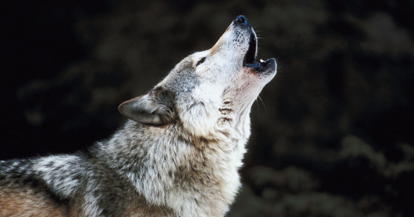 Ranchers press CWD officials for answers in daylong summit on wolves