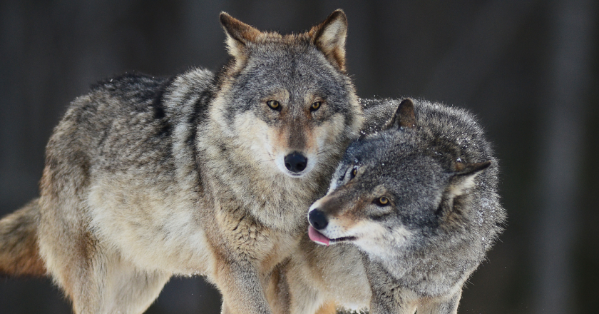 Second calf in a five-day stretch killed by wolves in Northern Colorado, CPW says