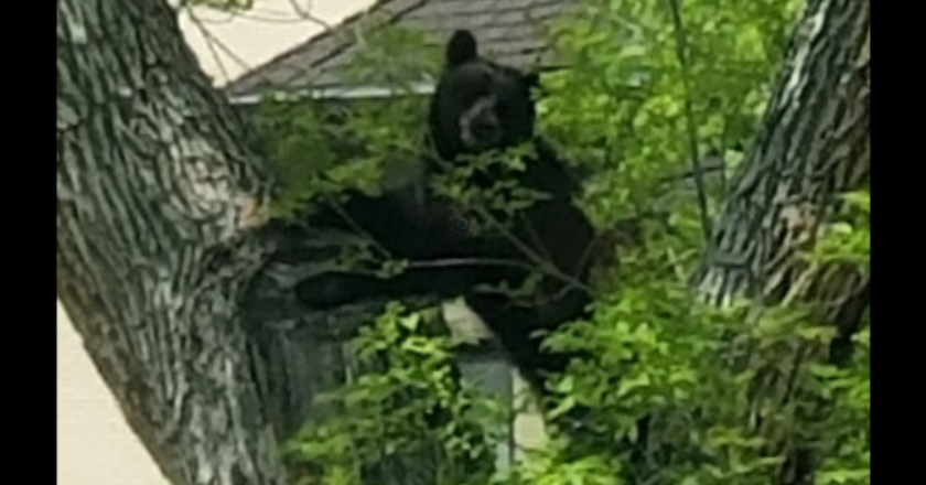 Residents warned of black bear visiting historic downtown Golden