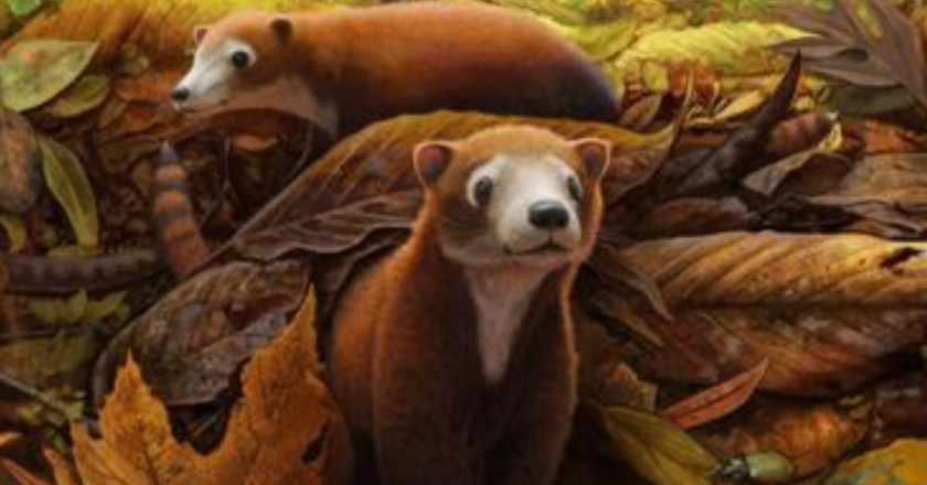 Fossil of 65-million-year-old mammal discovered near Colorado Springs