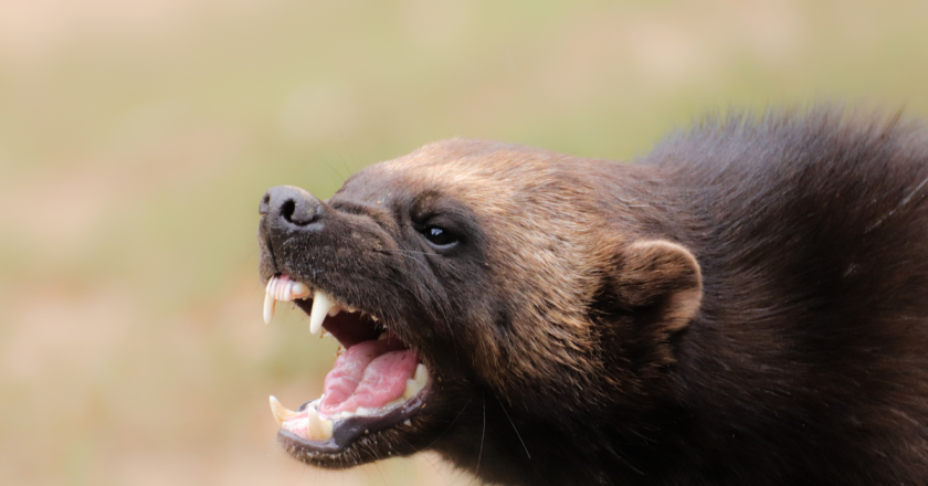 The next grey wolf? Gov. Polis signs bill to reintroduce wolverines in Colorado