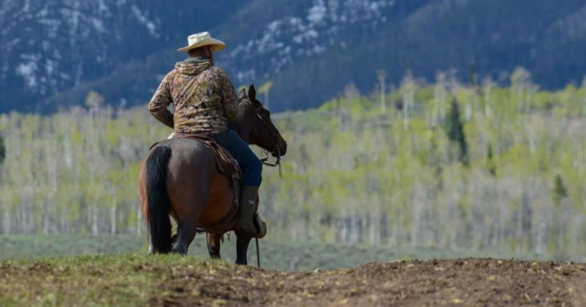 Wolves in Colorado can be hunted under specific conditions, says wildlife commission