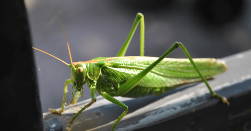 Grasshopper infestation in Colorado is among worst in recent history. What are people doing about it?