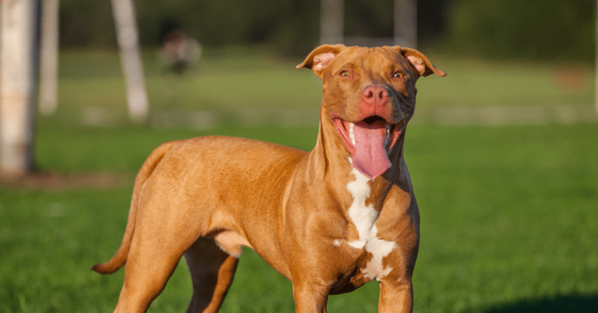 Reworded ballot measure to lift pit-bull ban passed forward by Aurora Council
