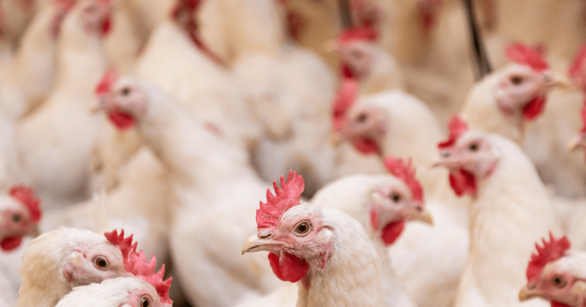State vet: 1.8 million head of poultry depopulated due to bird flu in Weld County