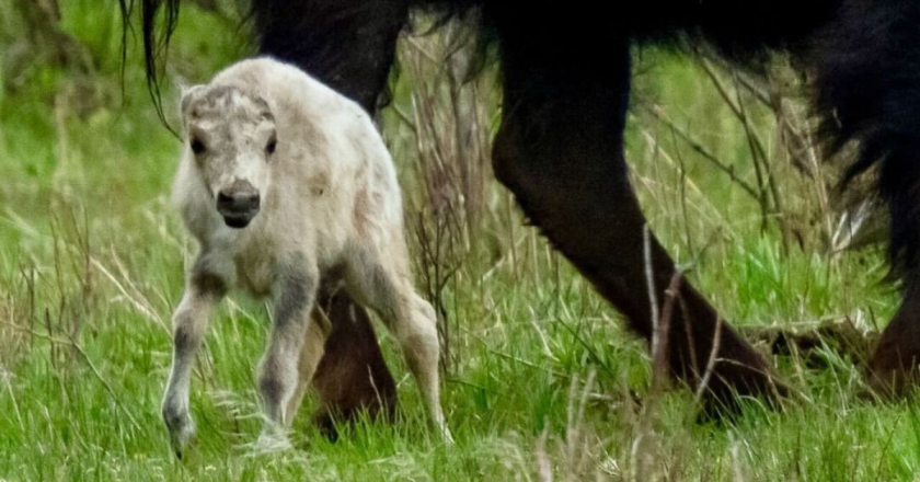 Where’s the sacred white bison? ‘Wakan Gli’ hasn’t been seen in Yellowstone since June 4