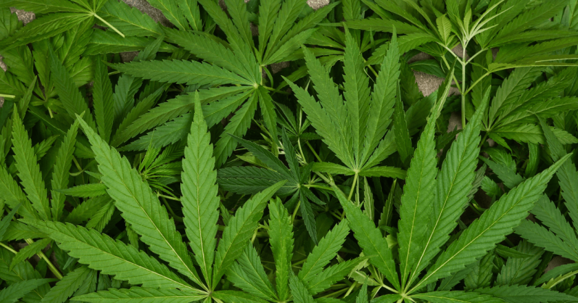 Second Colorado marijuana recall in January hits nearly 60 dispensaries