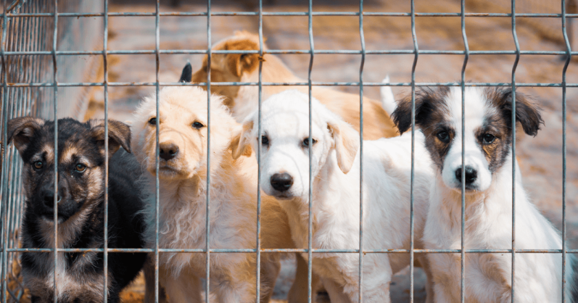 Englewood animal shelter ordered to surrender all dogs after license suspension
