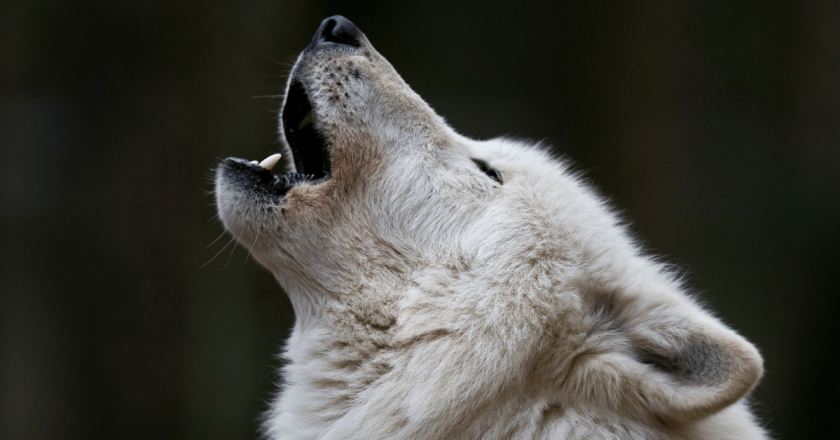Ballot measure to overturn Colorado wolf reintroduction clears title board in first hurdle