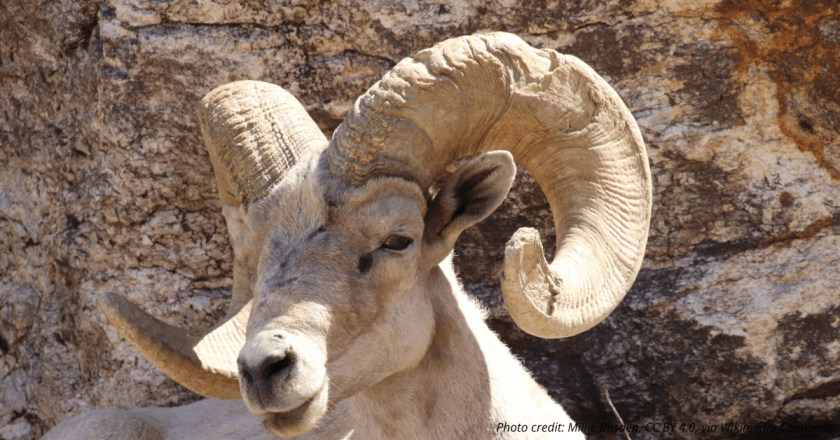 CPW baiting bighorn sheep to relocate herd from Colorado Springs to Pueblo