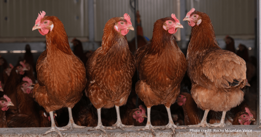 Browning: Colorado egg law and bird flu has people ‘scrambling’ to find eggs