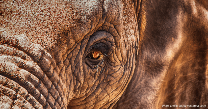 ‘An elephant is not a person’ and doesn’t enjoy same liberties, Colorado Supreme Court decides