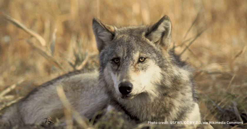 Wolf reintroduction plan to continue in Colorado despite petition from ranchers asking for delay