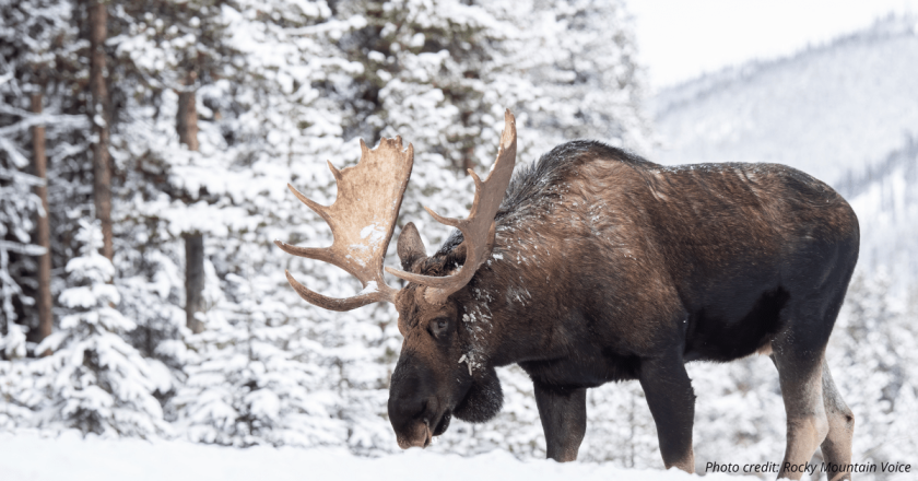Letters from readers: Exorbitant fees, a moose on the buffet, and raise a flag for Trump
