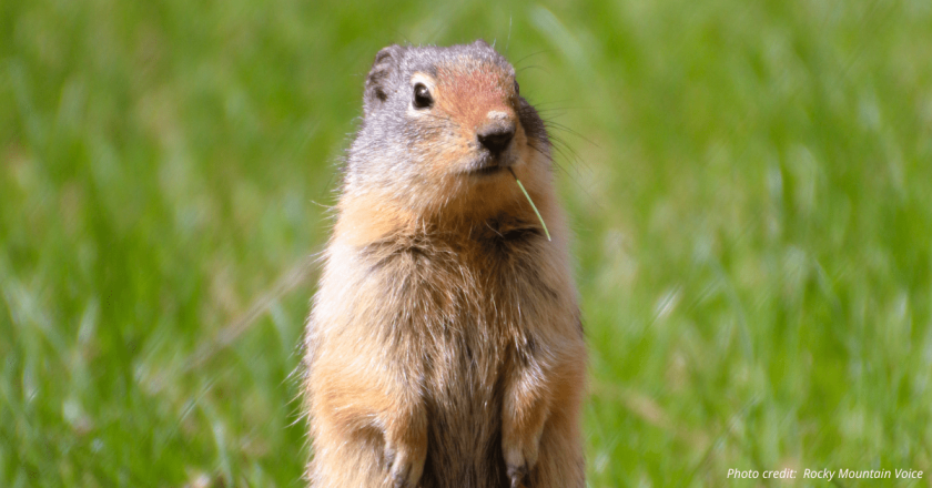 Eviction of Longmont’s prairie dogs a go and likely by death over relocation