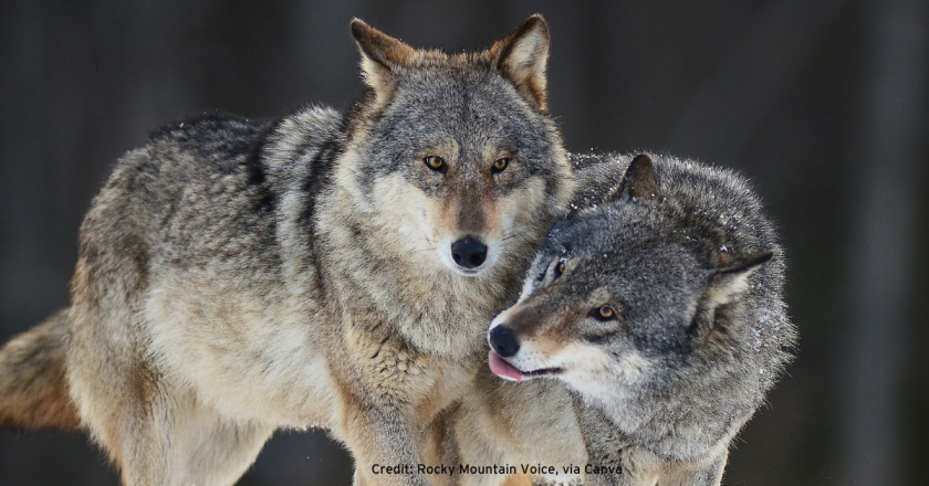 Smart Wolf Policy group organizes to recall failed Colorado wolf law