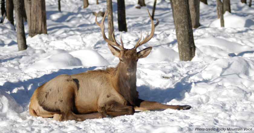 In CPW switching its big-game draw, hunters with preference points are short-changed