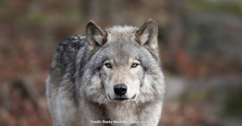 New wolf pack arrival in Western Colorado is just in time for calving season