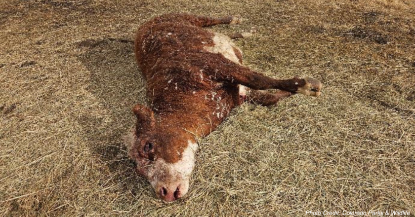 Jackson County rancher is first to have a confirmed livestock kill by wolves in 2025