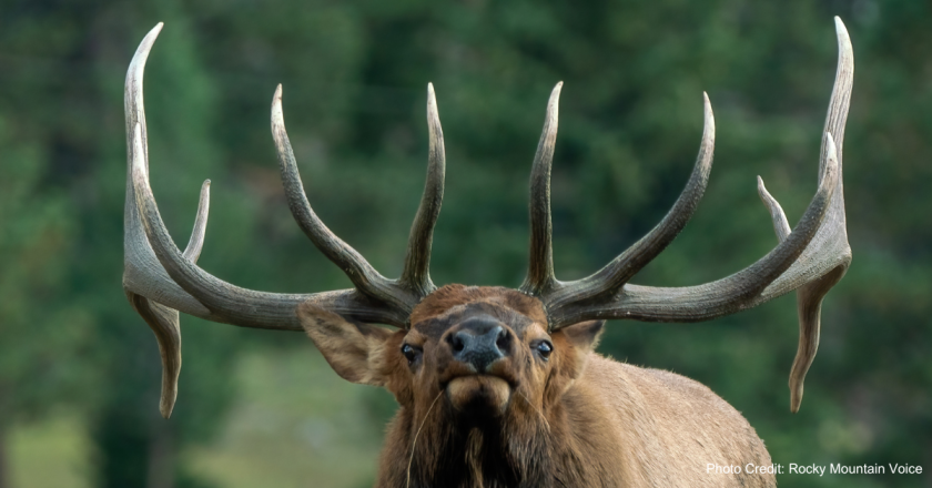Changes to know ahead of big-game hunting season in Colorado