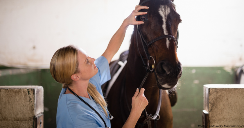 HB 1131 is free-market solution to increase access to veterinarians, bill sponsor says