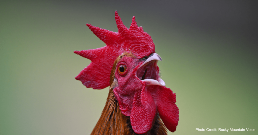 New-to-chicken raising Coloradans may find they have roosters and not laying hens, sanctuary says