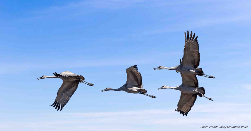 Sandhill cranes making much-anticipated return to San Luis Valley