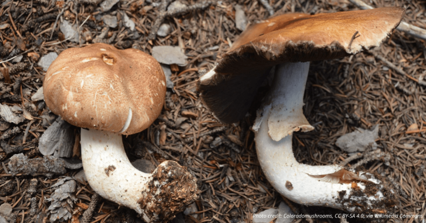 A state shroom? Colorado House advances bill to crown emperor mushroom the state fungi