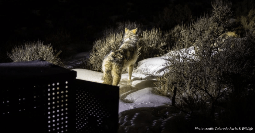 CPW has kept wolf parasites causing Hydatid disease, which can be lethal to humans, secret from public